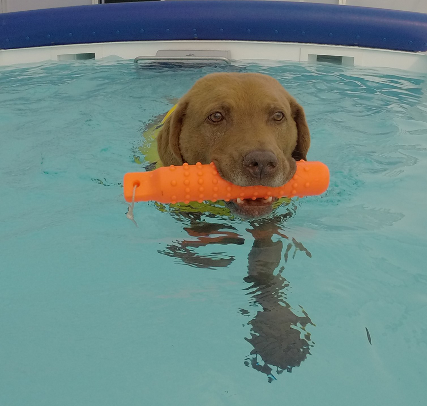 dog in pool